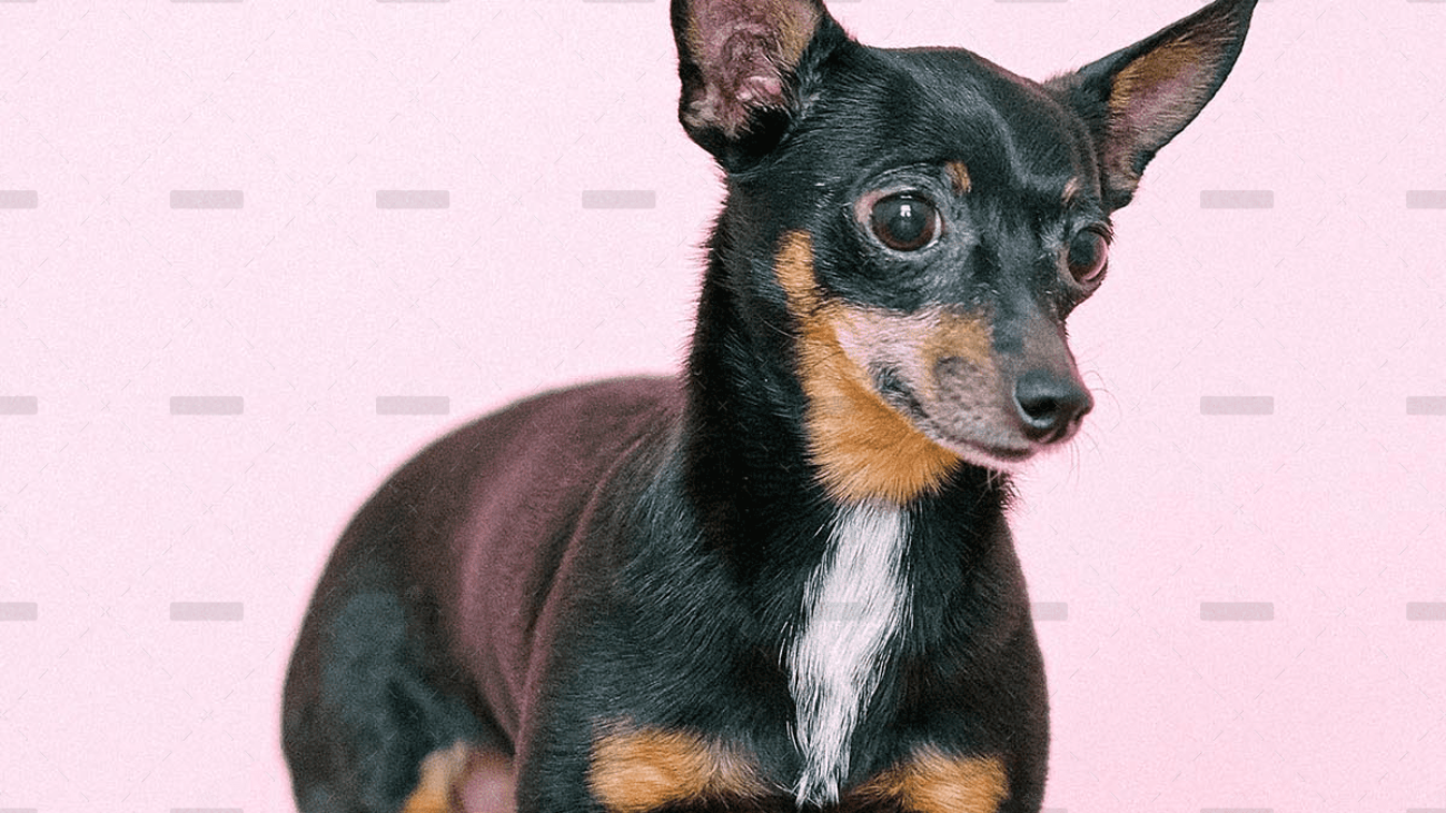 demo-attachment-4060-pexels-anna-shvets-4588426